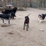 Dingo Nelson Lenny Gina